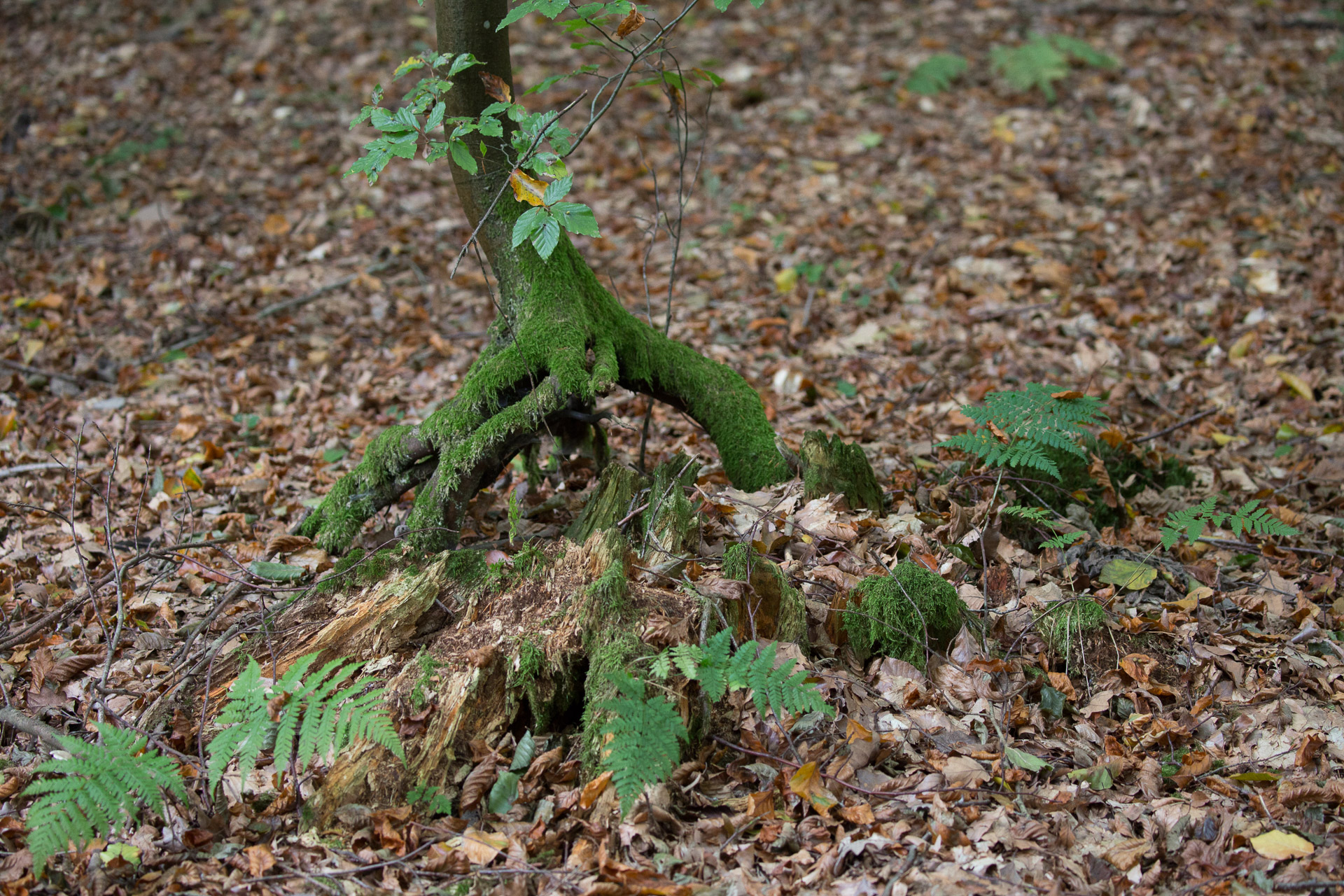 20231014100727 3K6A2216